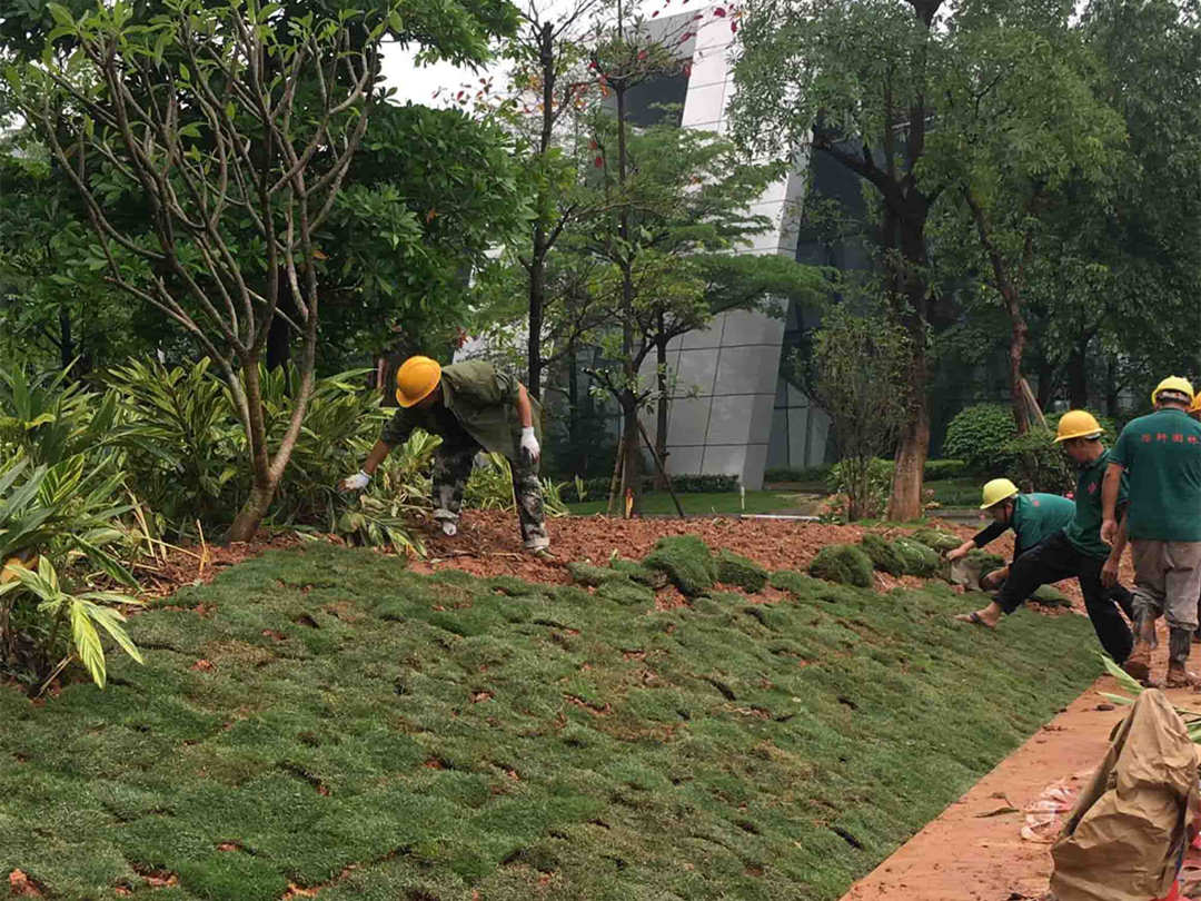 园林绿化工程草坪的建植